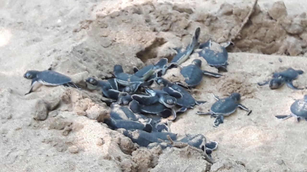 Leatherback Beach Villa أهونغالا المظهر الخارجي الصورة