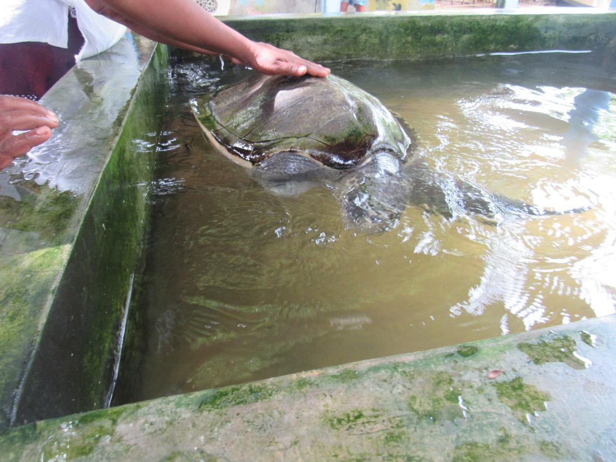 Leatherback Beach Villa أهونغالا المظهر الخارجي الصورة