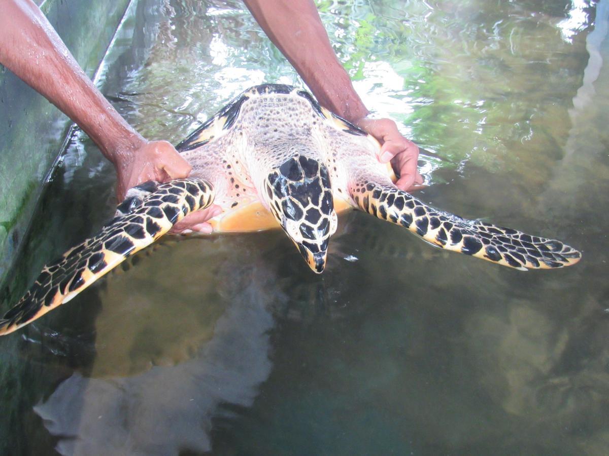 Leatherback Beach Villa أهونغالا المظهر الخارجي الصورة