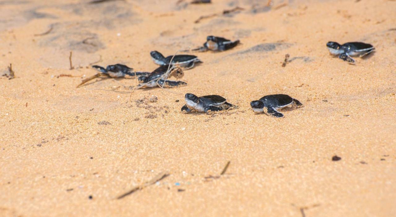 Leatherback Beach Villa أهونغالا المظهر الخارجي الصورة