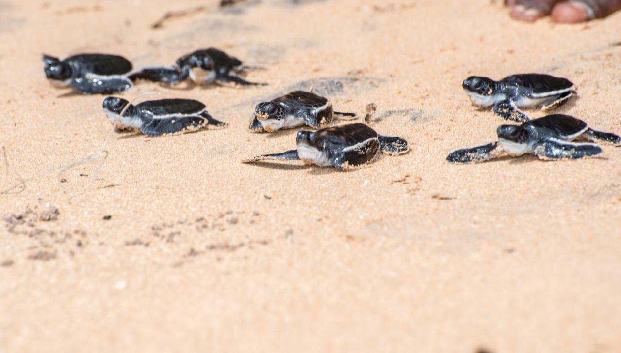 Leatherback Beach Villa أهونغالا المظهر الخارجي الصورة