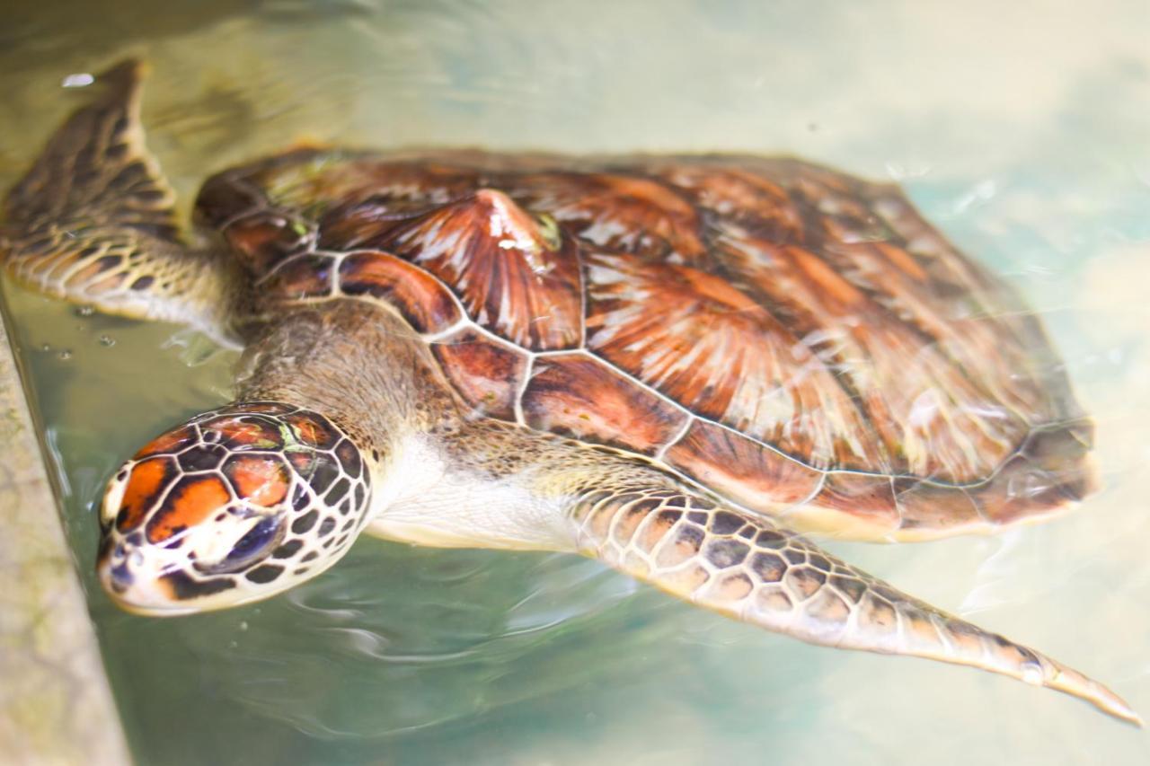 Leatherback Beach Villa أهونغالا المظهر الخارجي الصورة