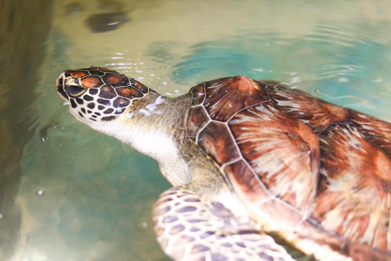 Leatherback Beach Villa أهونغالا المظهر الخارجي الصورة
