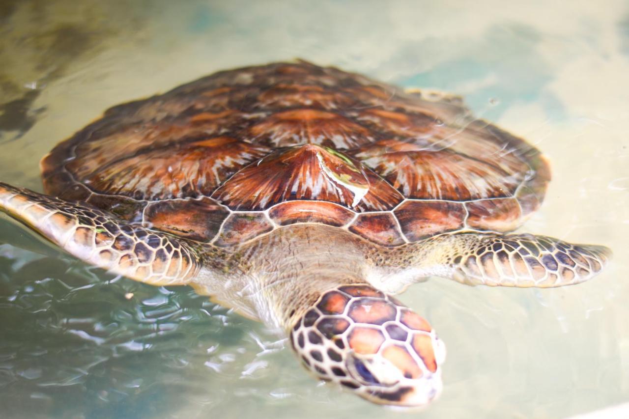Leatherback Beach Villa أهونغالا المظهر الخارجي الصورة